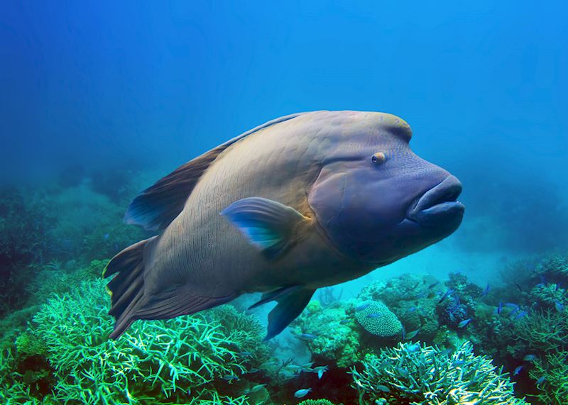 Māori wrasse: one of 'the Great 8' marine species to be spotted on the Great Barrier Reef