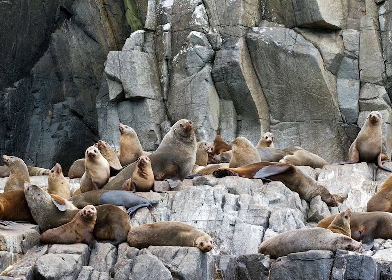 Fur seals, Bruny Island, Tasmania