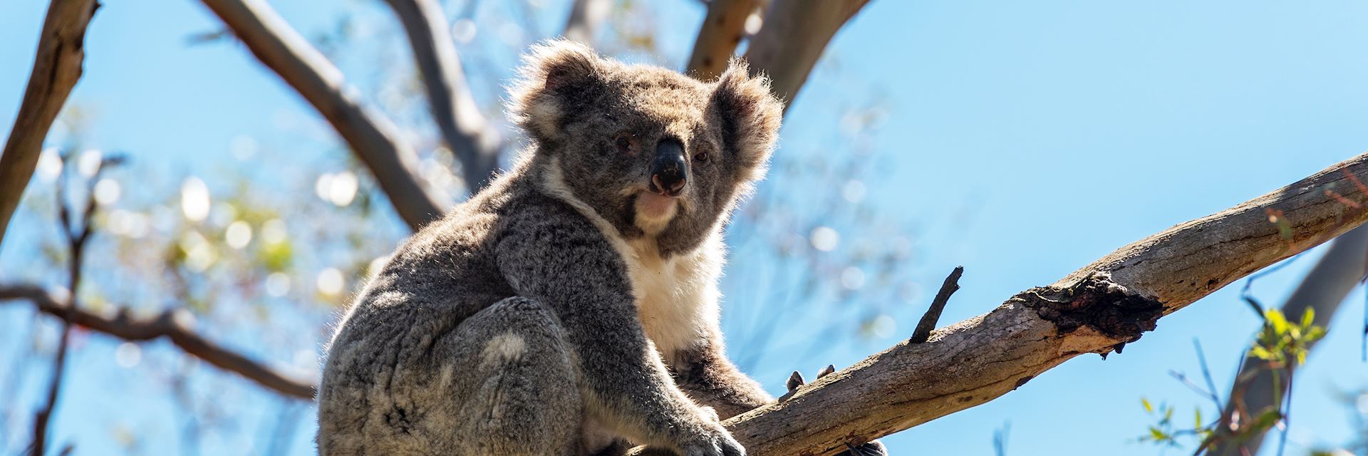 Koala, Phillip Island, Victoria