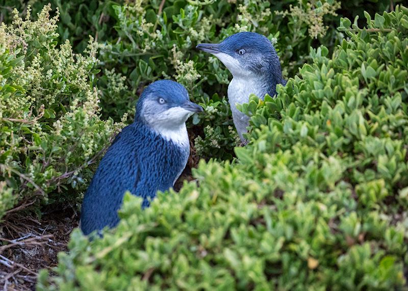 Little penguins, Phillip Island, Victoria