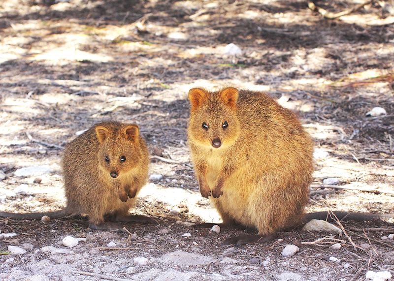 Quokka, Rottnest Island, Western Australia