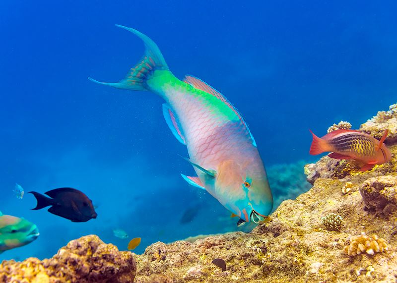 Rainbow parrotfish, Great Barrier Reef, Queensland