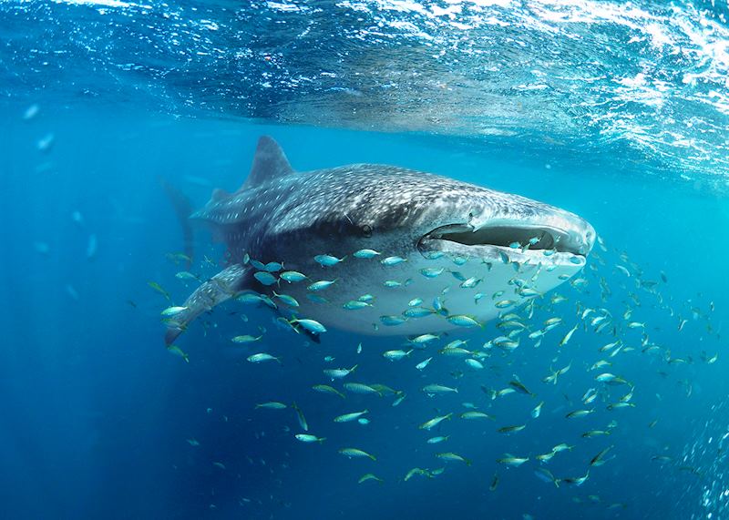 Whale shark, Ningaloo Reef, Western Australia