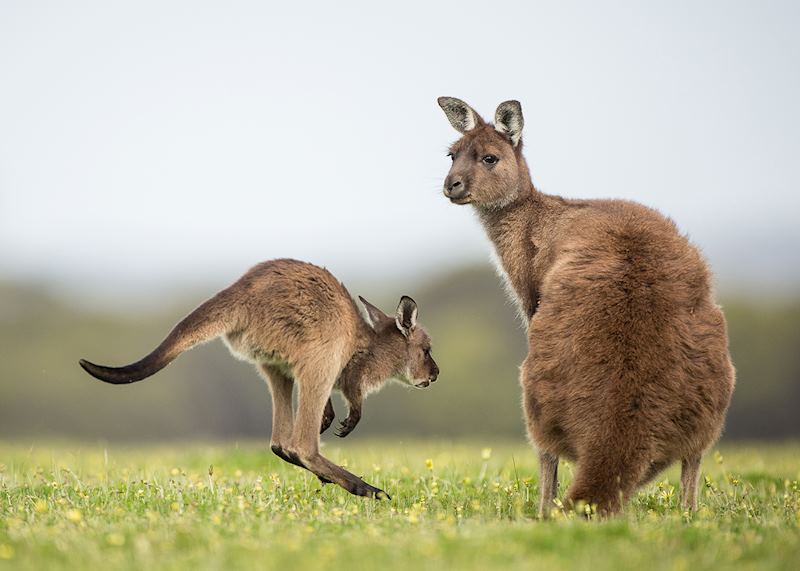 Western grey kangaroo, Kangaroo Island, South Australia