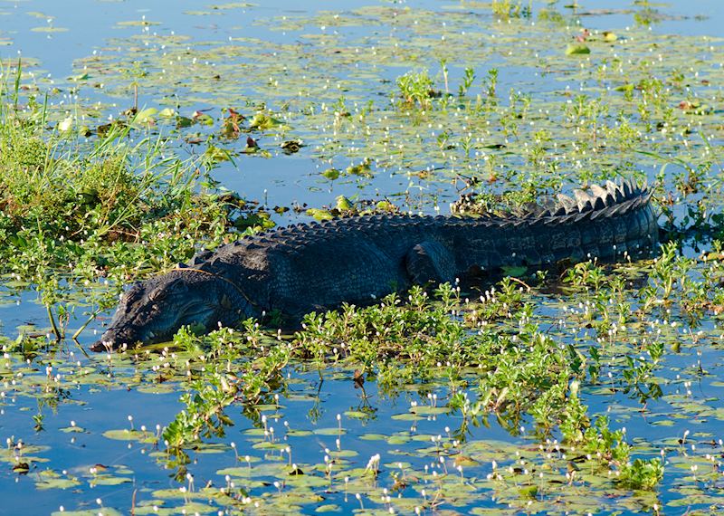 Saltwater crocodile, Kakadu National Park, Northern Territory