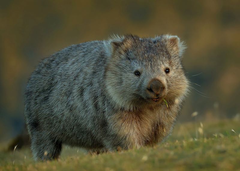 Wombat, Tasmania