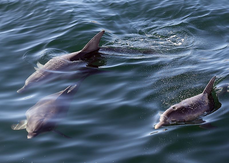 Indo-Pacific bottlenose dolphins, South Australia