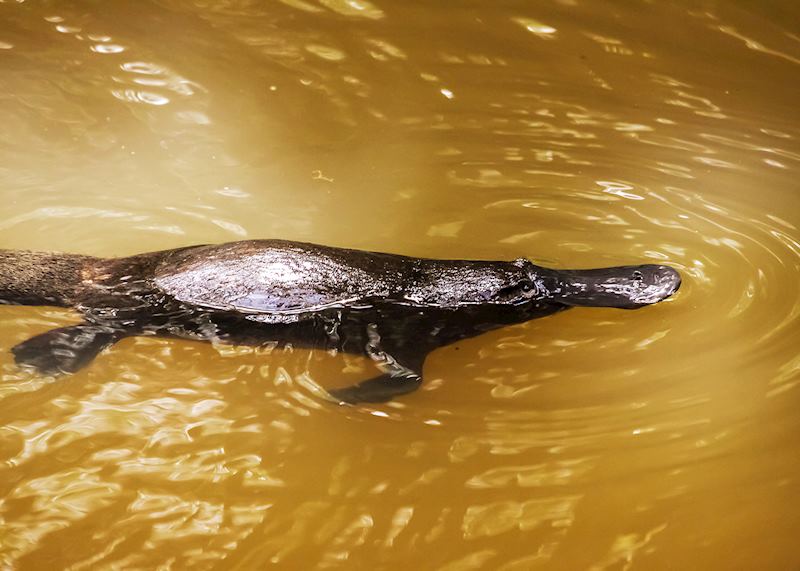 Platypus, Atherton Tablelands, Queensland