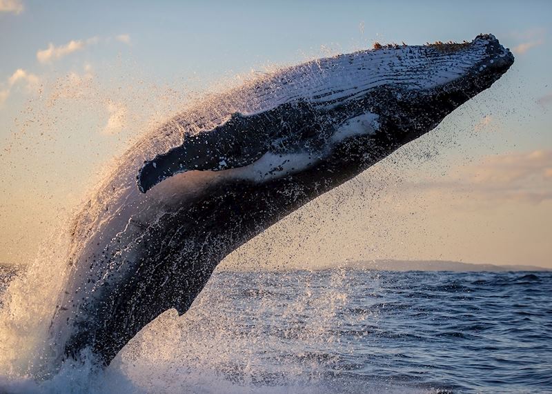 Humpback whale, New South Wales