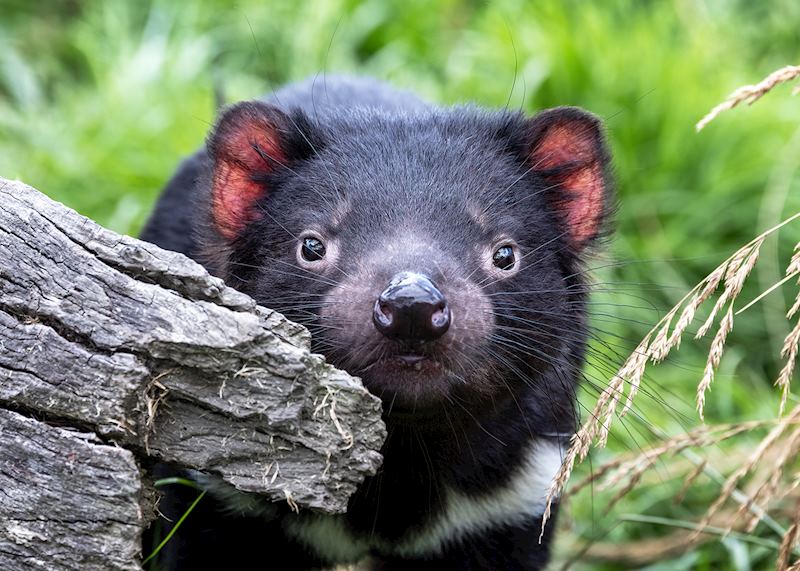 Tasmanian devil