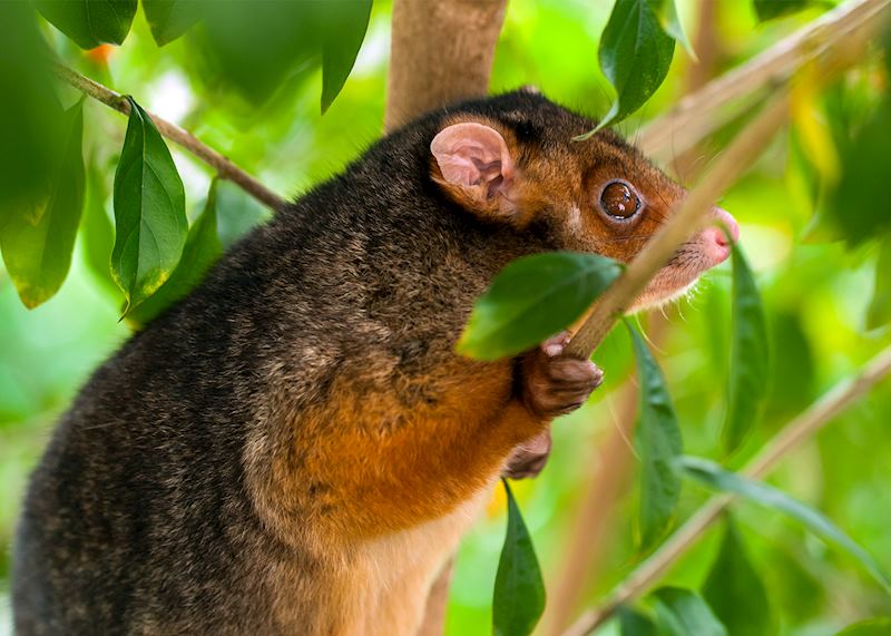 Ringtail possum