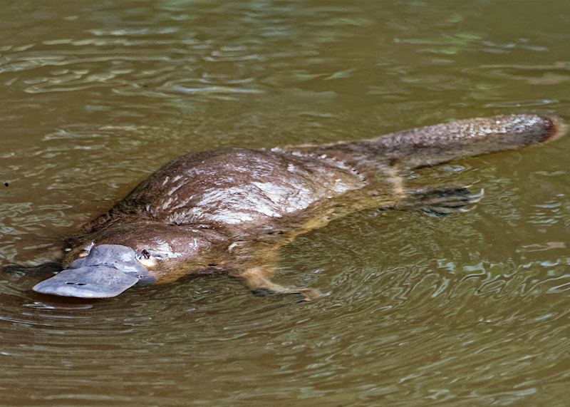 Duck-billed platypus