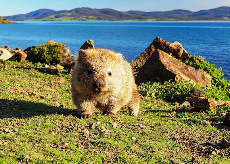 Wine, Wombats and Wanderlust at Cradle Mountain Lodge - Traveling