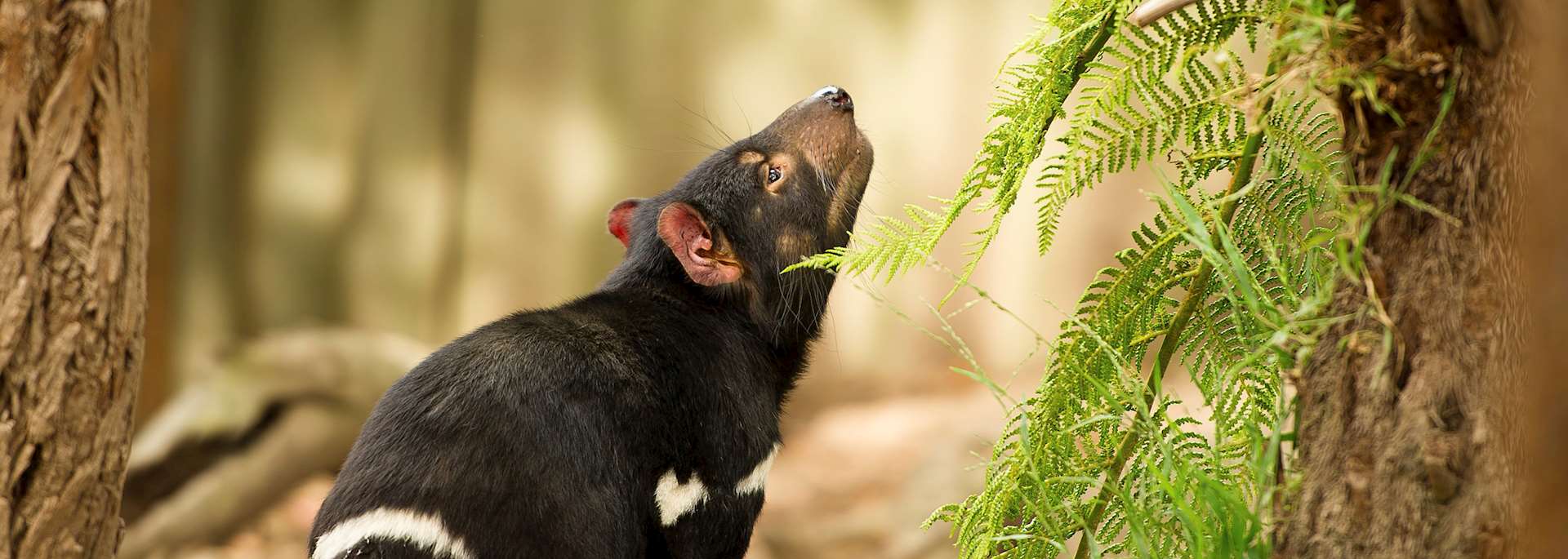 Tasmanian devil