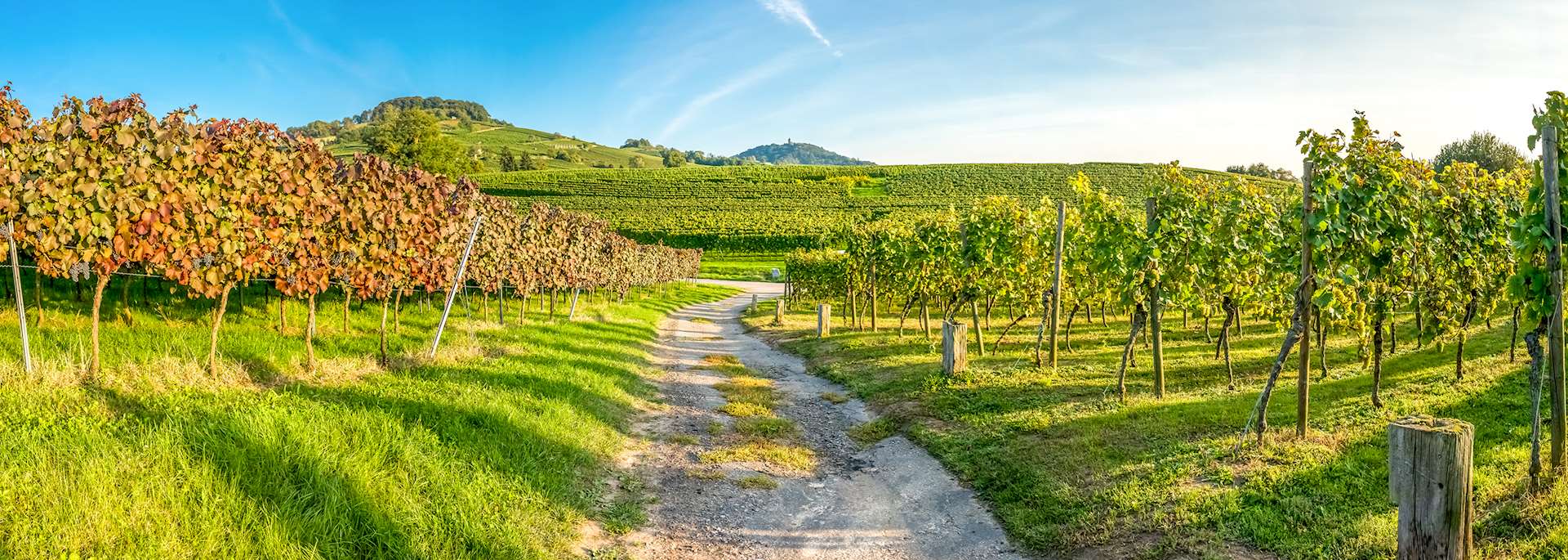 Barossa Valley vineyard