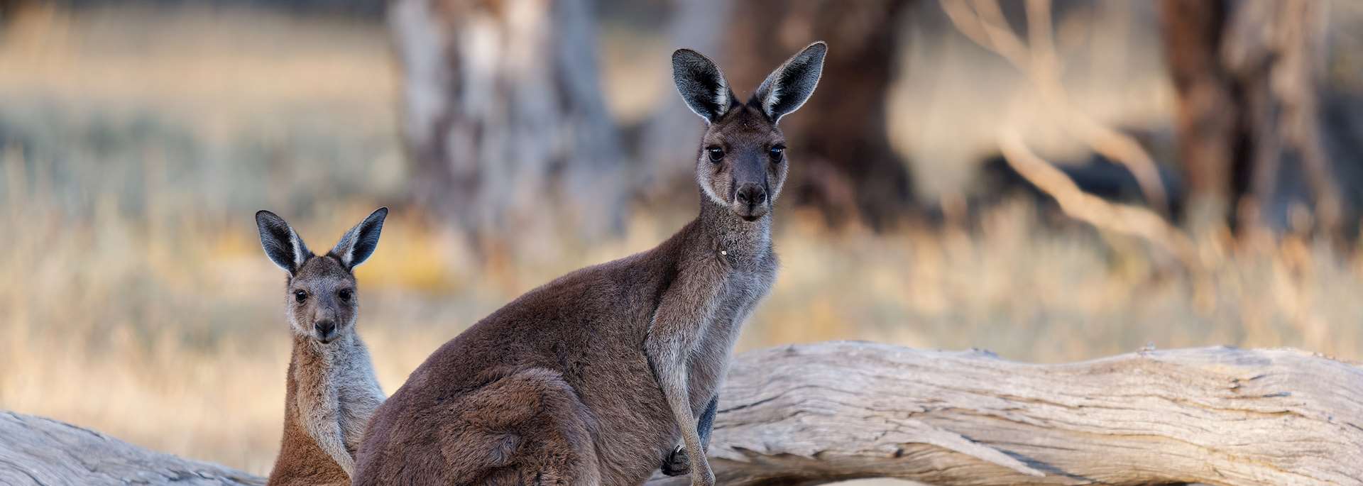 Kangaroo Island, Australia
