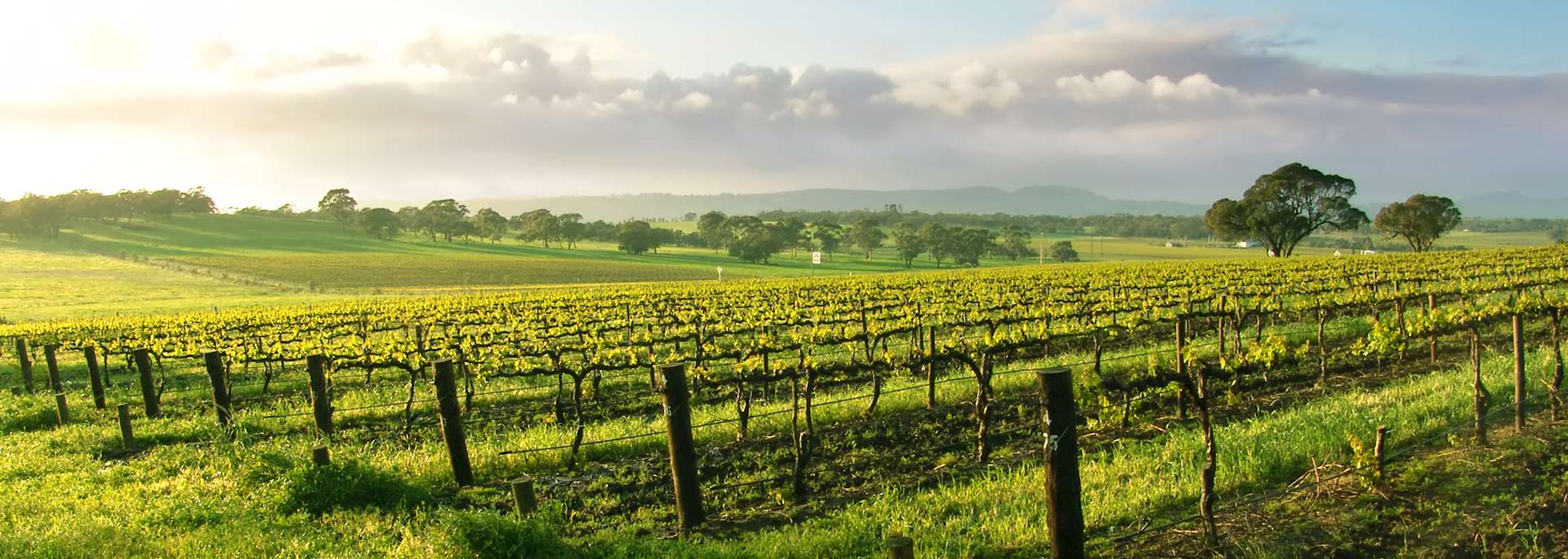 Vineyard in the Barossa Valley