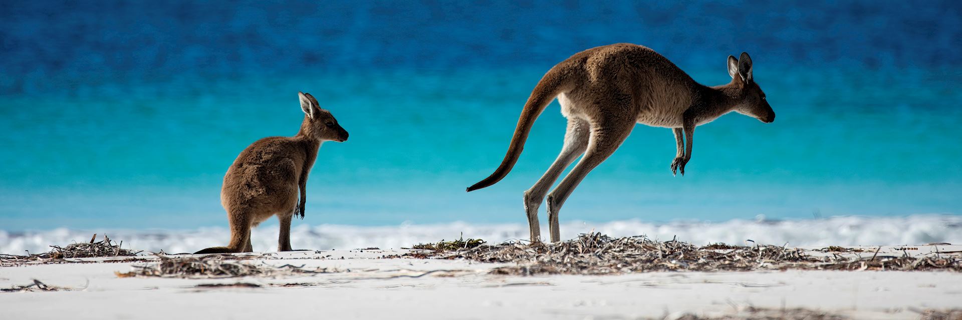 Kangaroos in Cape Le Grand National Park