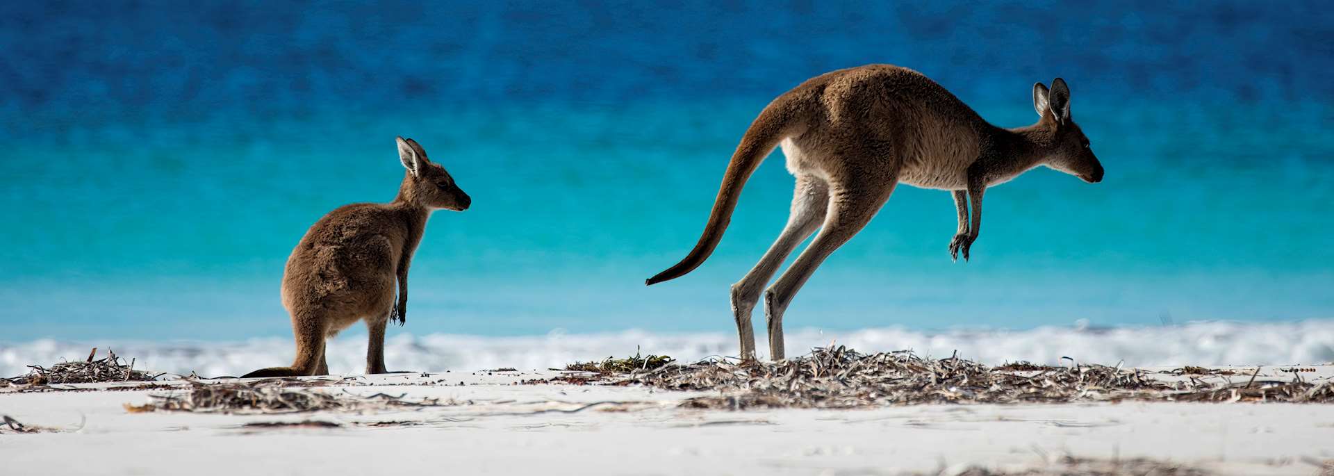 Kangaroos in Cape Le Grand National Park