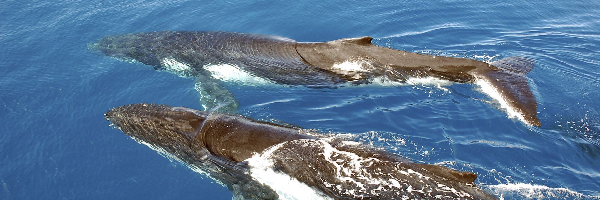 Humpback whale
