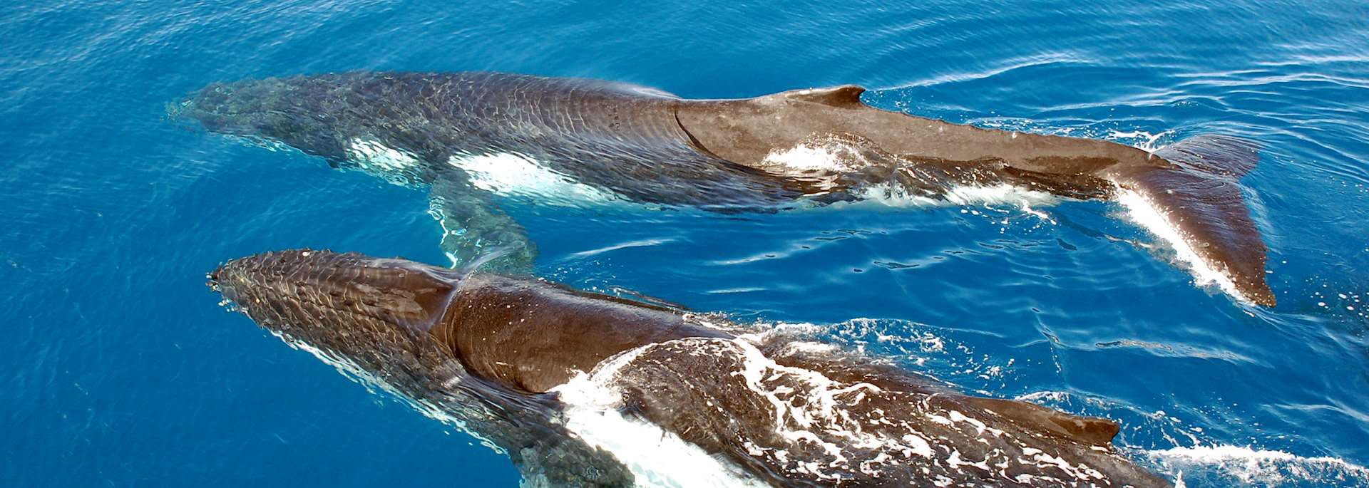 Humpback whales
