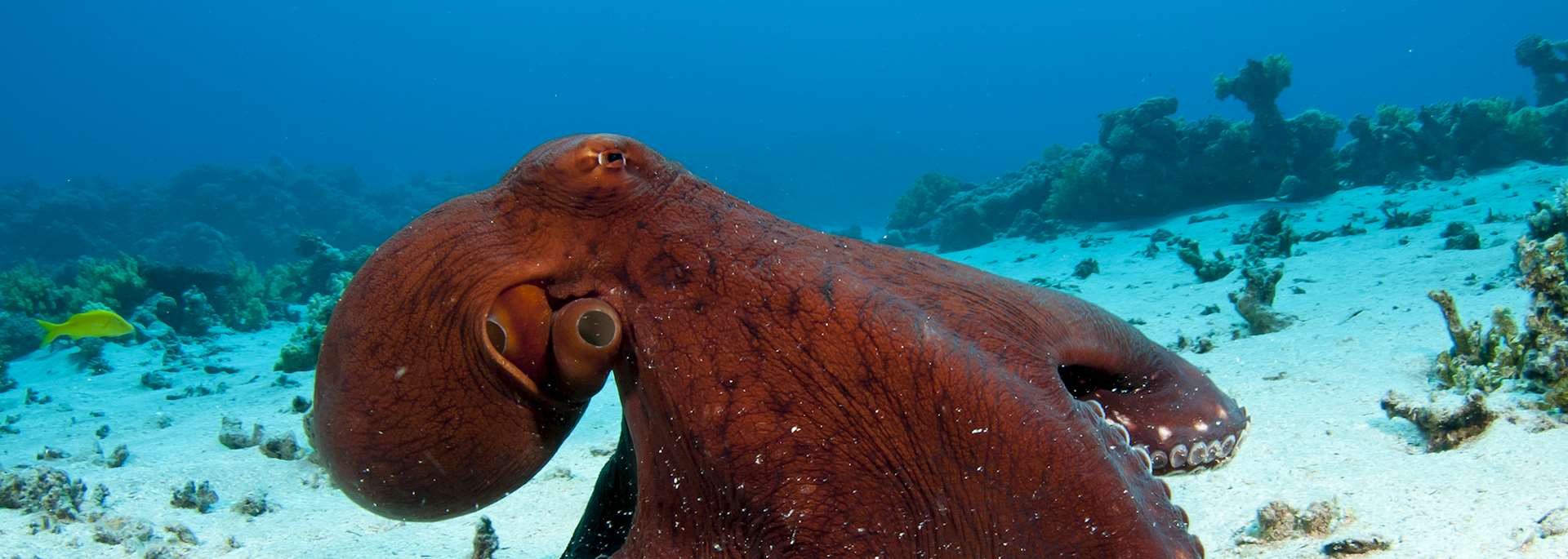 Ningaloo Reef