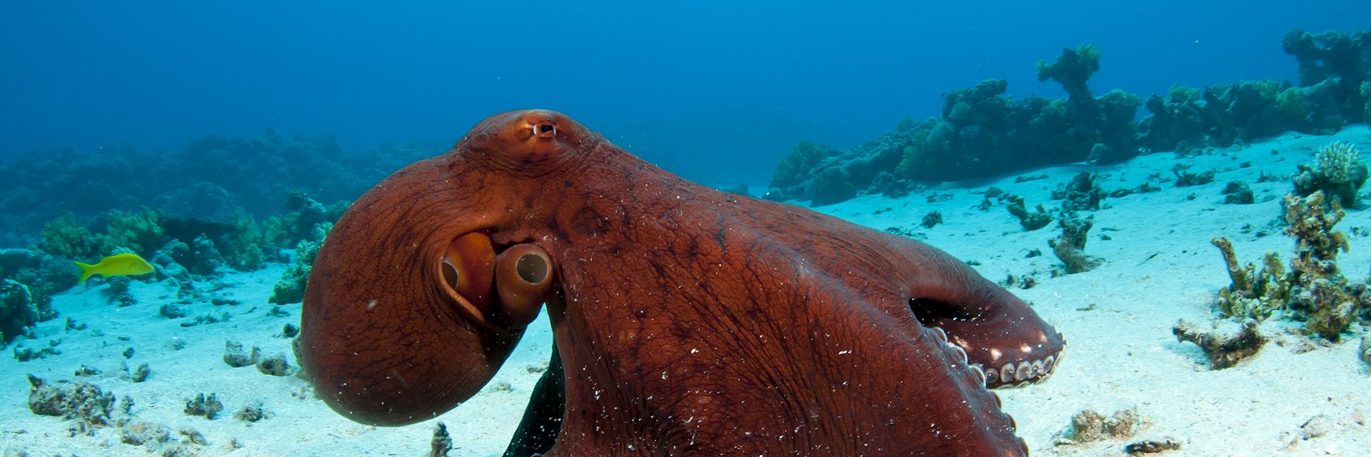 Ningaloo Reef