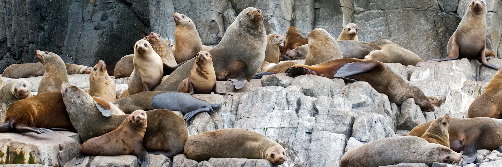 Fur seals, Bruny Island