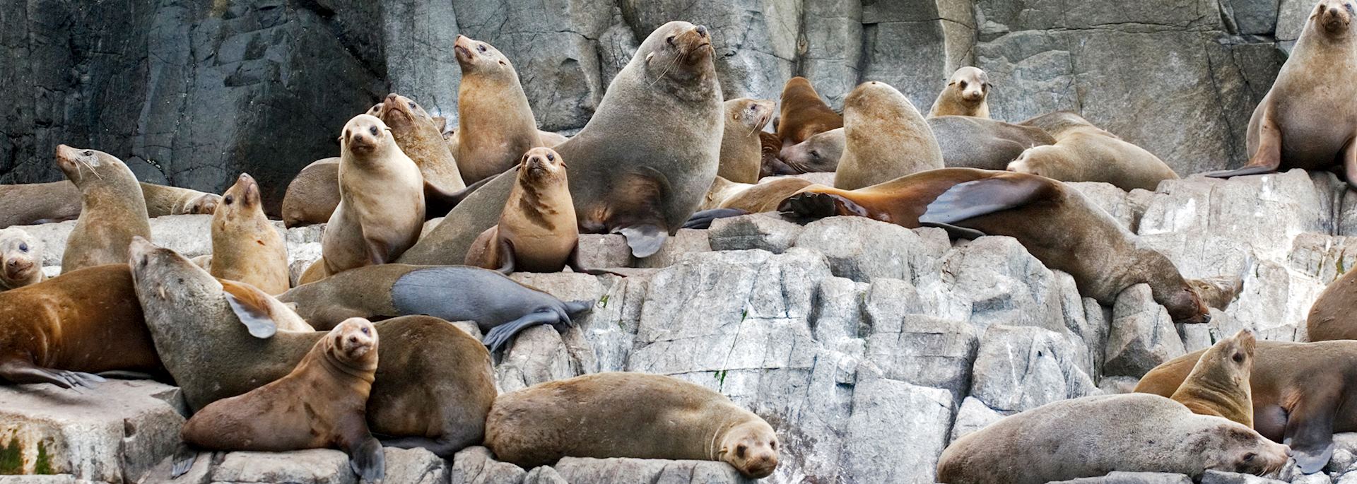 Fur seals, Bruny Island