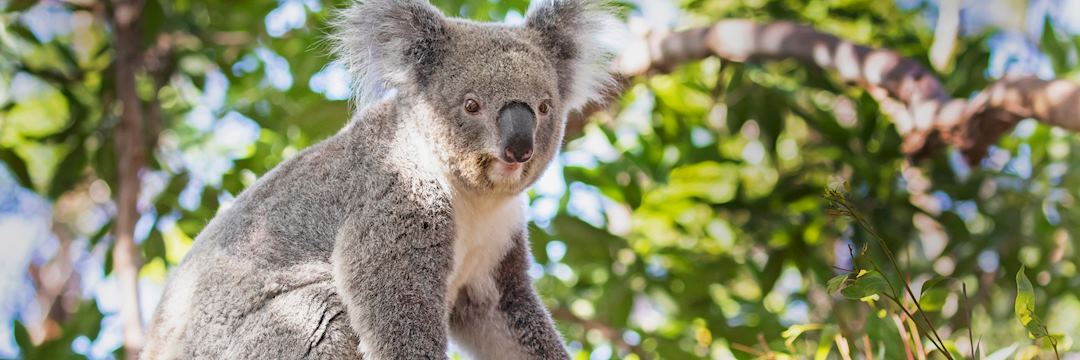 Koala sitting in a eucalyptus tree