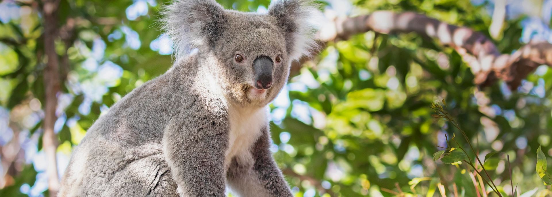Koala sitting in a eucalyptus tree
