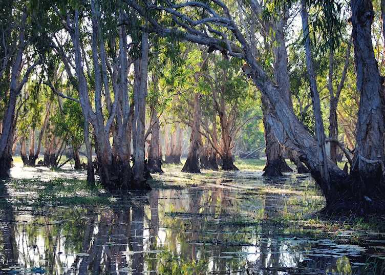 Floodplains in Bamurru Plains, Northern Territory