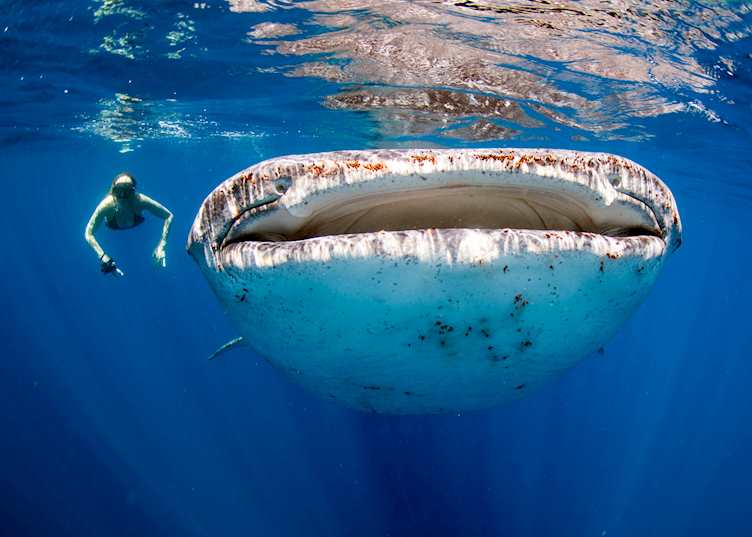 Whale shark, Ningaloo/Nyinggulu Reef, Western Australia