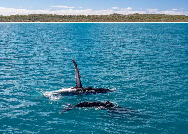 Hervey Bay, Queensland (© Tourism and Events Queensland)