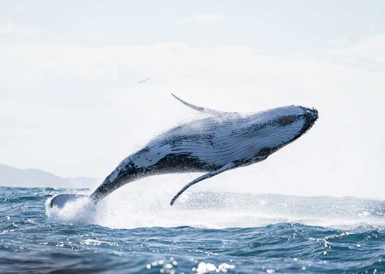 Whale breaching in Byron Bay, NSW (© Destination NSW)