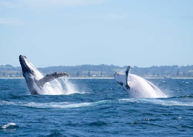 Whales in Byron Bay, NSW (© Destination NSW)