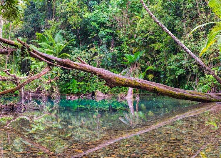 Daintree Rainforest National Park, Queensland