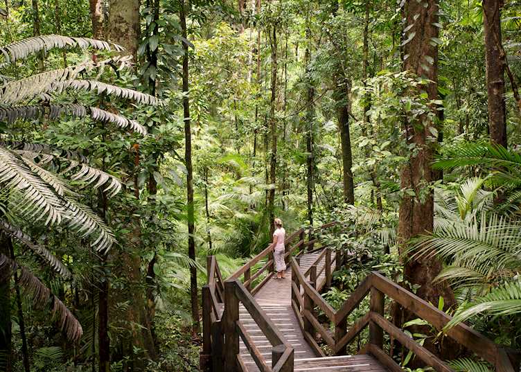 Daintree National Park
