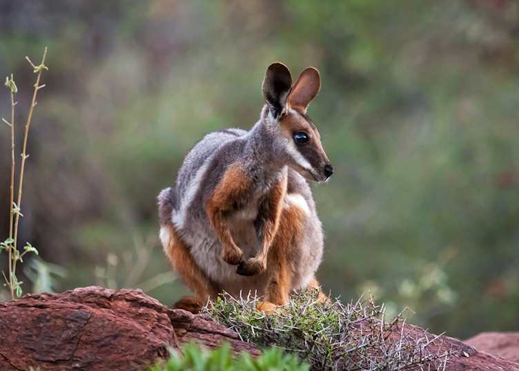Yellow footed rock wallaby, Flinders Ranges