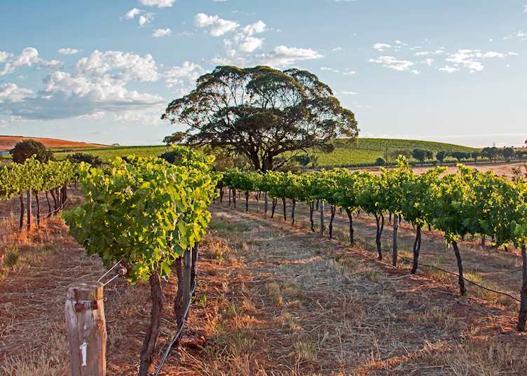 Vineyards, Barossa Valley