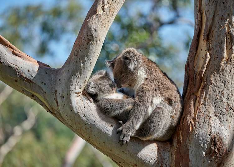 Koala and joey