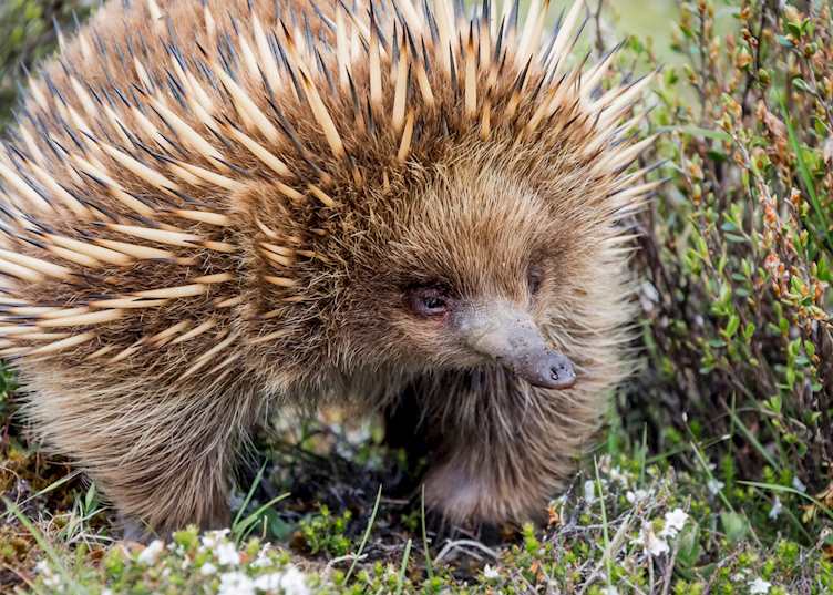 Echidna (© Darren Donlen)