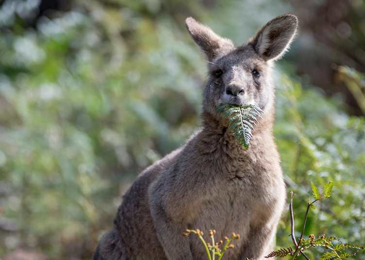 Kangaroo (© Darren Donlen)