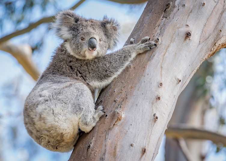 Koala (© Darren Donlen)