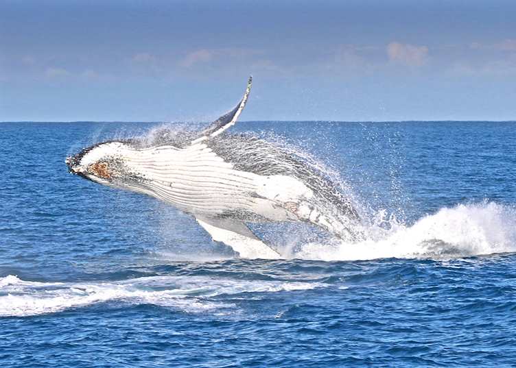 Whale watching, Phillip Island (© Wine Victoria)
