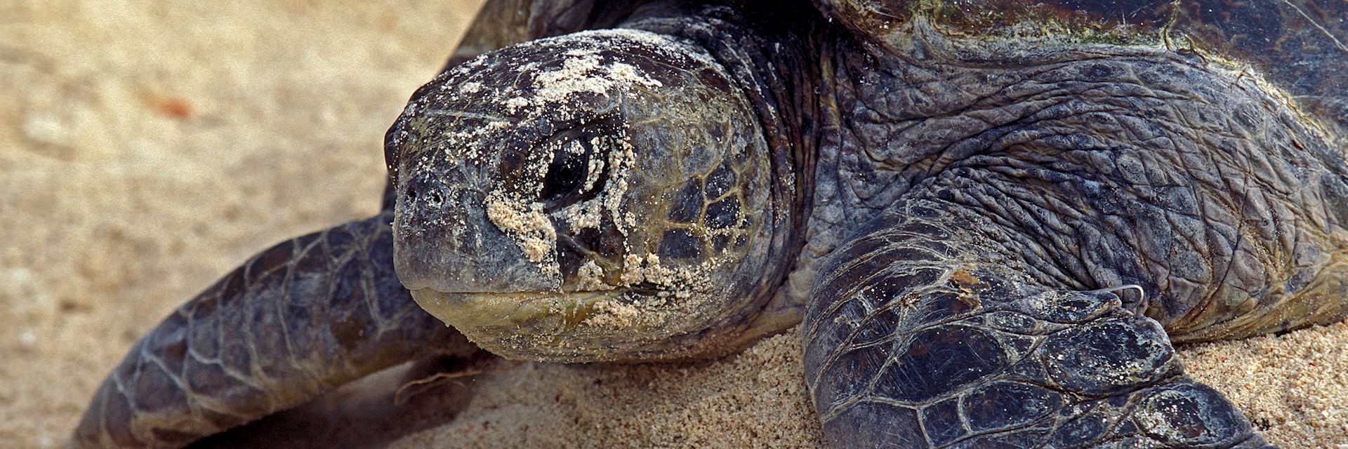 Loggerhead turtle on Wilson Island