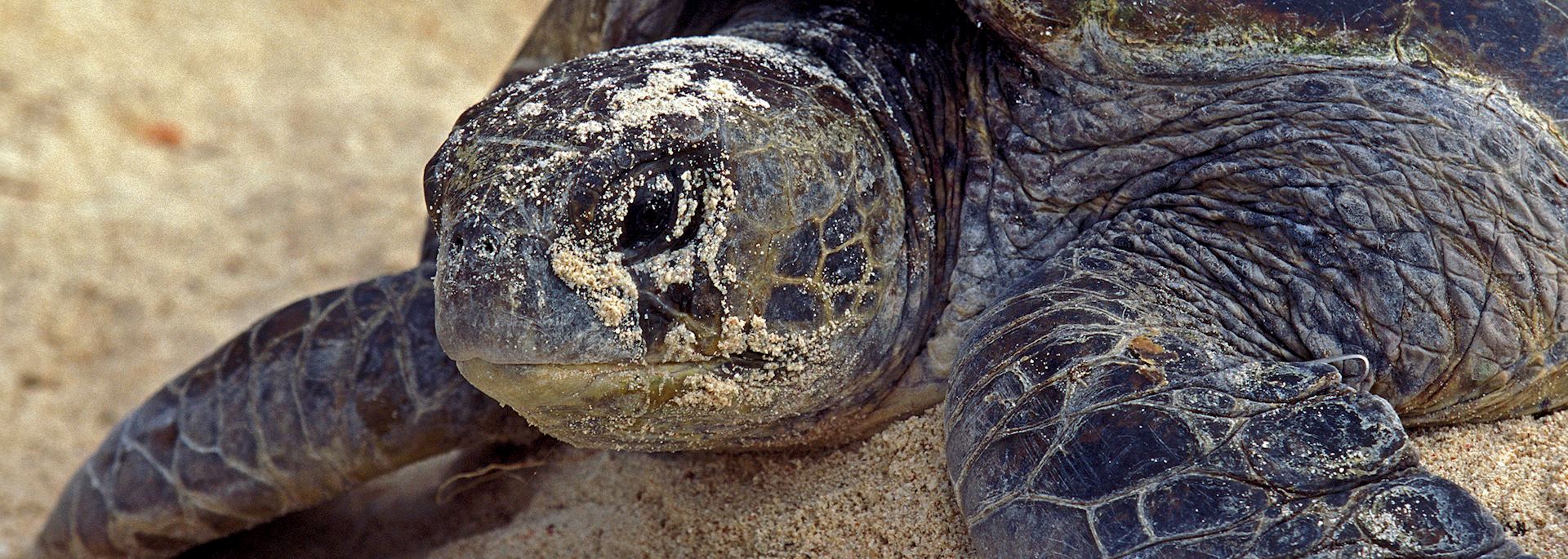 Loggerhead turtle on Wilson Island