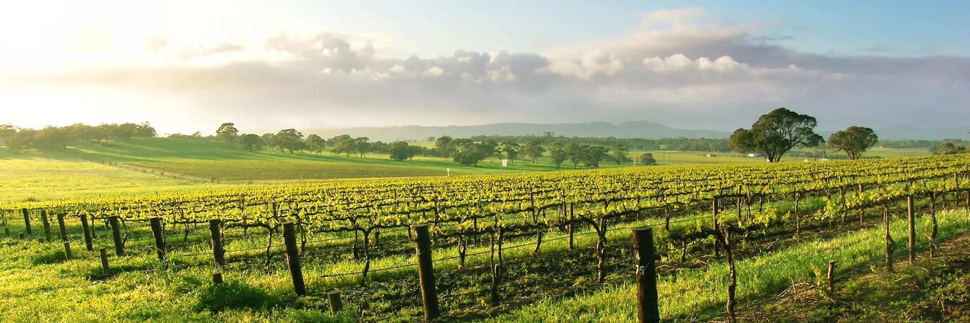 Vineyard in the Barossa Valley