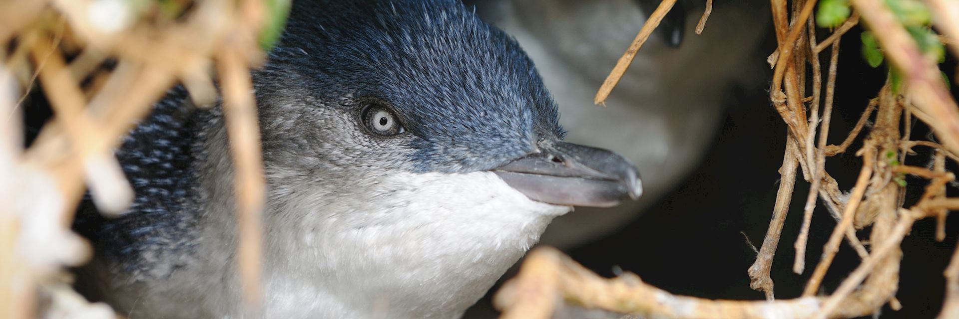 Penguin on Phillip Island