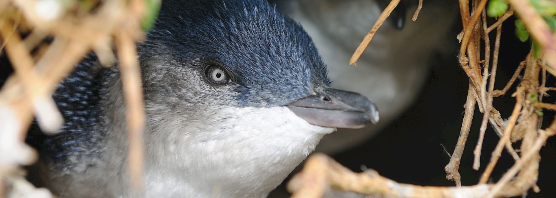Penguin on Phillip Island